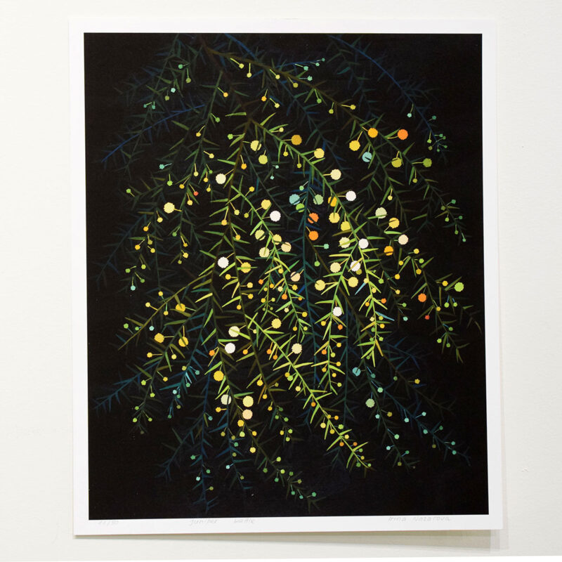 ‘Juniper Wattle' unframed