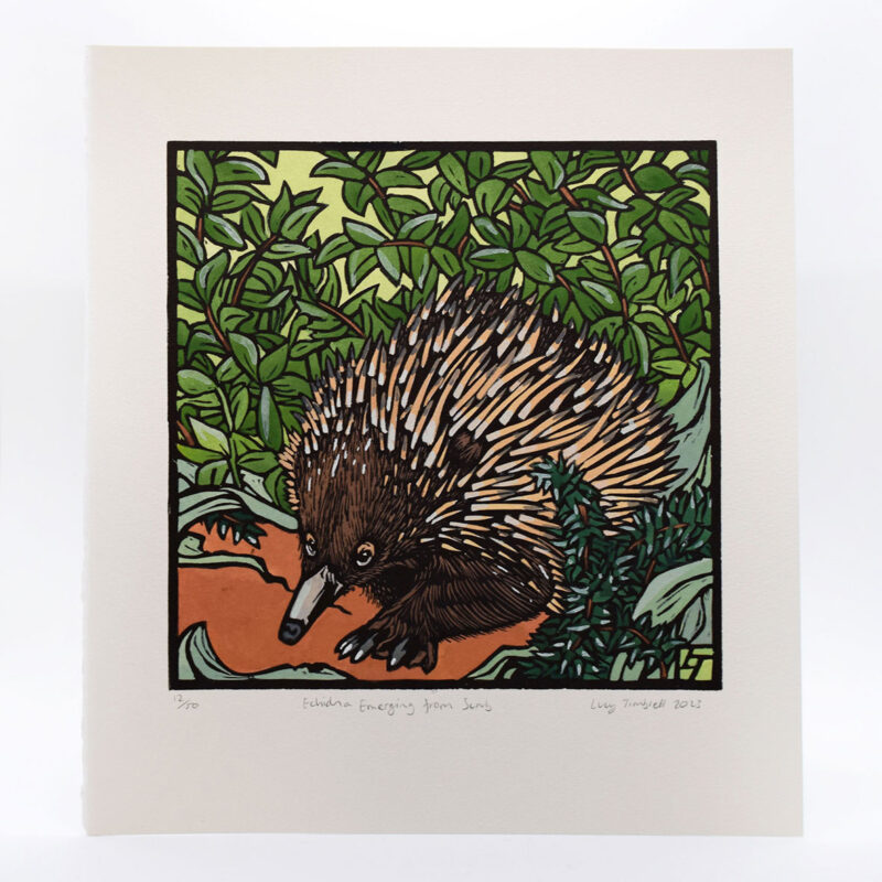 ‘Echidna Emerging from Scrub’ unframed